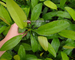 Echinodorus Ros?