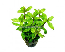 Hygrophila Polysperma Rosanervig