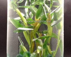 Hygroyza Aristata