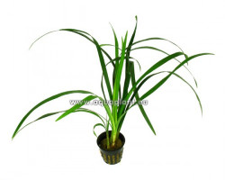 Ophiopogon Gigantea