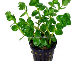 Rotala Rotundifolia