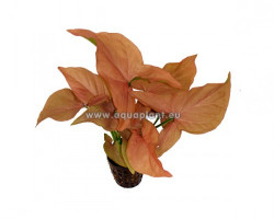Syngonium Red