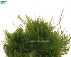Vesicularia Ferriei