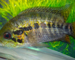 Parachromis Friedrichsthalii S
