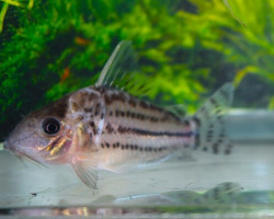 Corydoras (Brochis) Sp. C141 Xl
