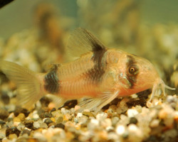 Corydoras Weitzmani S/M