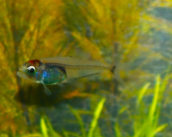 Cyanogaster Sp. S/M