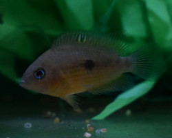 Amatitlania Myrnae L