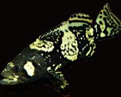 Epinephelus Lanceolatus M