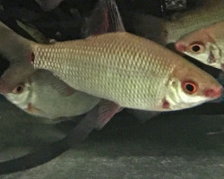 Distichodus Affinis Sp.Lefini M/L