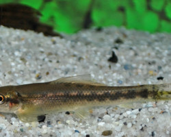 Gyrinocheilus Aymonieri L