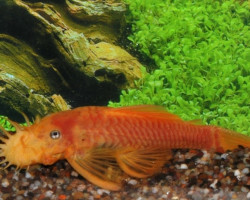 Ancistrus Sp. Temmincki Yellow L144 L