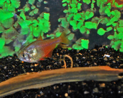 Hyphessobrycon Flammeus L