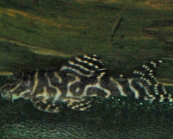 Hypancistrus Sp. L401 M