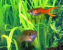 Guppy Blue M