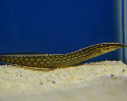 Mastacembelus Armatus M/L