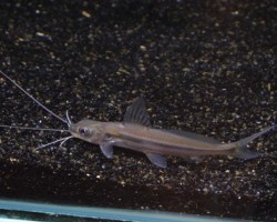 Mystus Cavasius M
