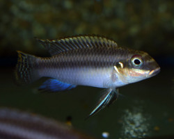 Pelvic. Taeniatus Nigeria Green M/L