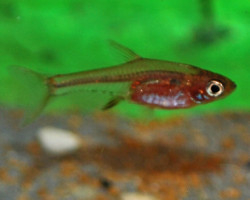 Sundadanio Axelrodi Neon Red L