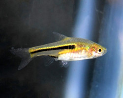 Trigonostigma Somphongsi S