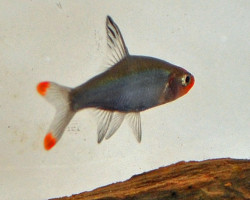 Sawbwa Resplendens S
