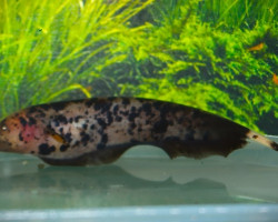 Apteronotus Albifrons Marble S/M