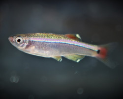 Tanichthys Albonubes M/L