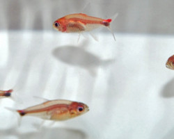 Axelrodia Riesei M