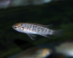 Badis Ruber M