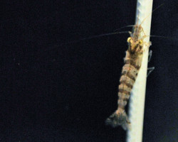 Caridina Babaulti Stripes S