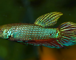 Betta Smaragdina M