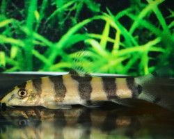 Botia Histrionica L
