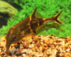 Campylomormyrus Casaicus S