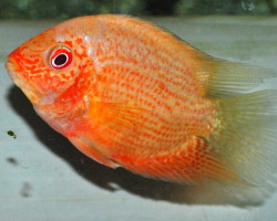 Cichlasoma/Heros Severum Red Spotted M