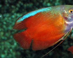 Trichogaster Lalius Red (Maschi E Femmine) L