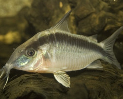 Corydoras Arcuatus L