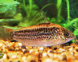 Corydoras Elegans S/M