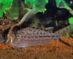 Corydoras Robustus Show