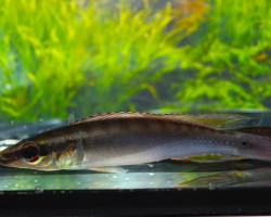 Crenicichla Notophthalmus M