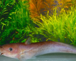 Tandanus Tandanus M
