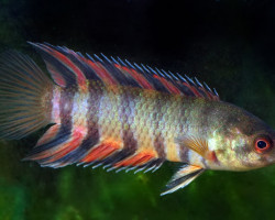 Microctenopoma Ansorgii M