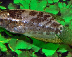 Ctenops Nobilis L