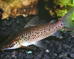 Dianema Longibarbis L