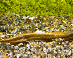 Farlowella Acus S