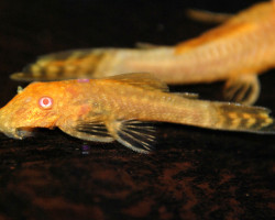 Ancistrus Cf. Cirrhosus Gold Albino M/L