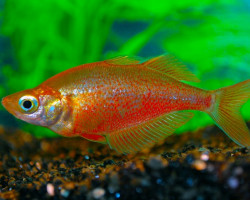 Glossolepis Incisus M