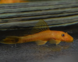 Ancistrus Cf. Cirrhosus Red M