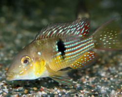 Gymnogeophagus Terrapurpura S