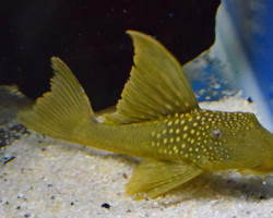 Baryancistrus Demantoides L200 L