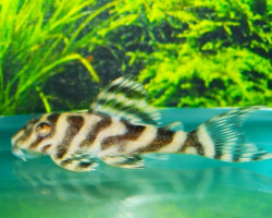 L173 Hypancistrus Sp. M